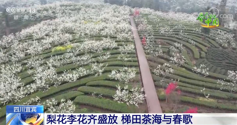 现在我们来到四川宜宾锦屏镇，一树树梨花、李花竞相绽放，将锦屏山装扮一新。放眼望去，一片淡雅纯净的白色花海，树下一行行茶垄郁郁葱葱，仿佛绿色的五线谱，盛放的梨花、李花好似五线谱上跳跃的音符，奏出春天的乐章。游客走进梯田茶海，置身梨花、李花之下，散步踏青，尽享春日美好时光。
