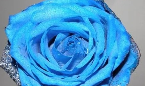 蓝色妖姬是怎么形成的（蓝色妖姬是怎么养殖形成的）