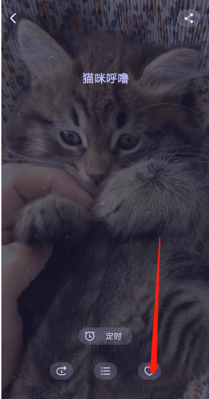 猫儿FM焦点模式如何加点赞